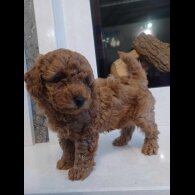 Toy Poodle - Both