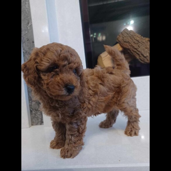 Toy Poodle - Both