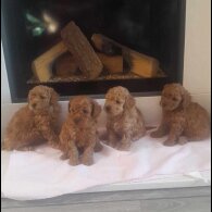 Toy Poodle - Both