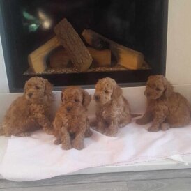 Toy Poodle - Both