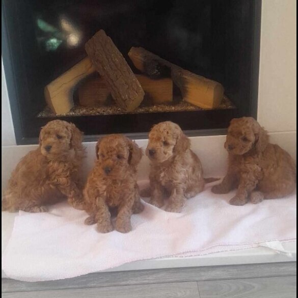 Toy Poodle - Both