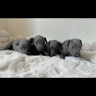 Whippet - Both