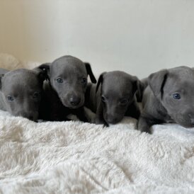 Whippet - Both