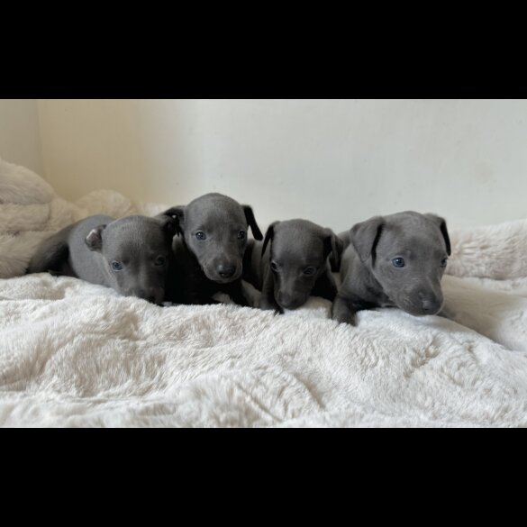 Whippet - Both