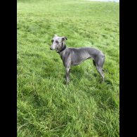 Whippet - Both