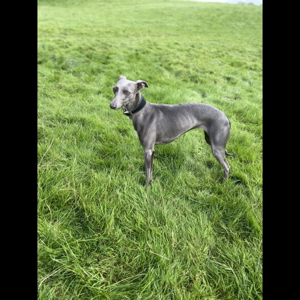 Whippet - Both