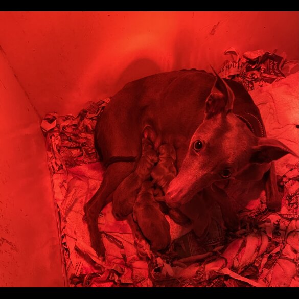 Whippet - Both