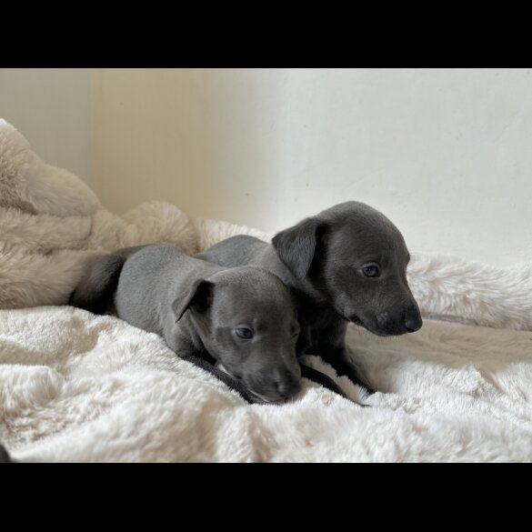 Whippet - Both