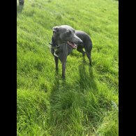 Whippet - Both
