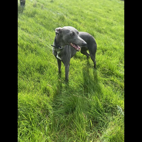 Whippet - Both