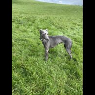Whippet - Both