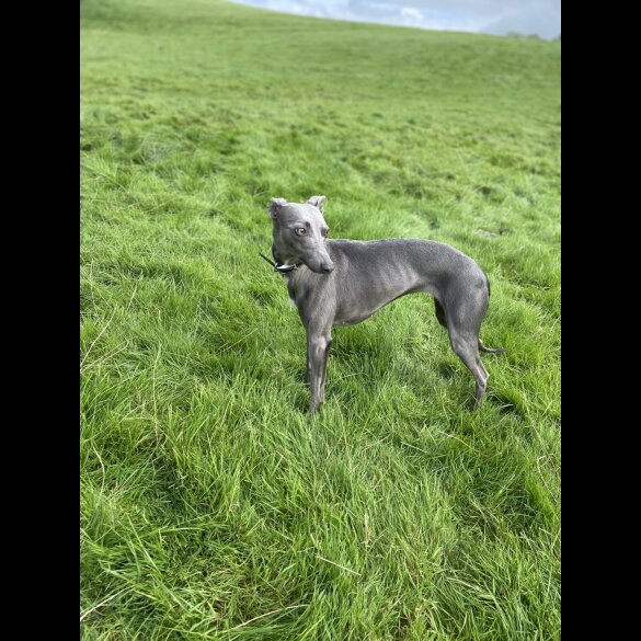 Whippet - Both