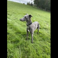 Whippet - Both