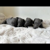 Whippet - Both
