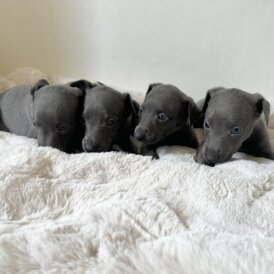 Whippet - Both
