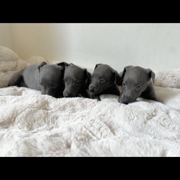 Whippet - Both