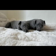 Whippet - Both
