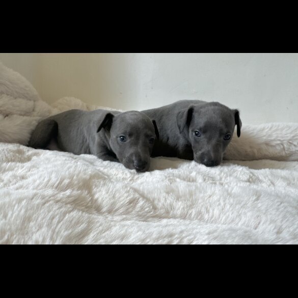 Whippet - Both