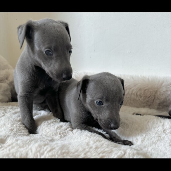 Whippet - Both
