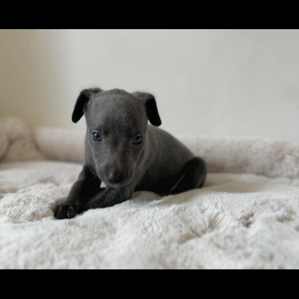Whippet - Both
