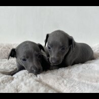 Whippet - Both