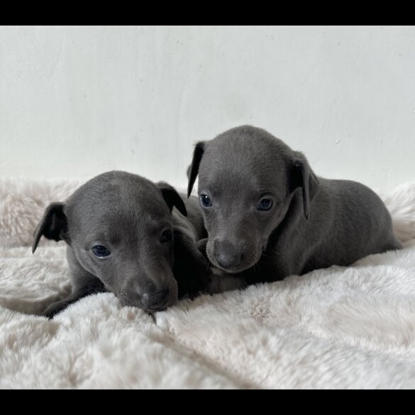 Whippet - Both