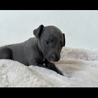 Whippet - Both