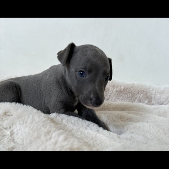 Whippet - Both