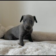 Whippet - Both
