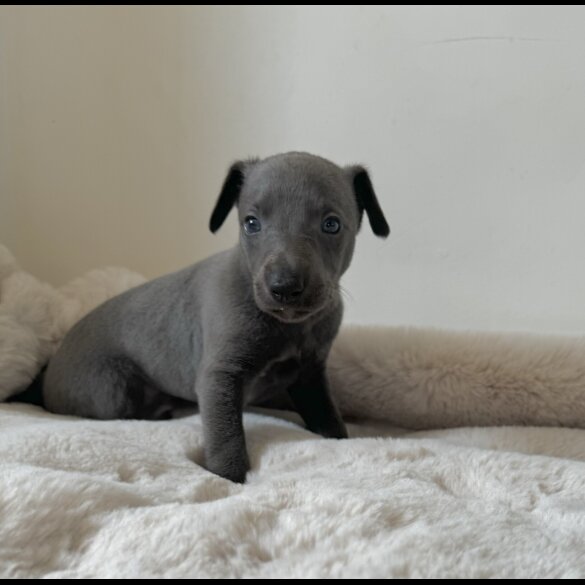 Whippet - Both