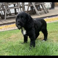 Cocker Spaniel (Working &amp; Show) - Both