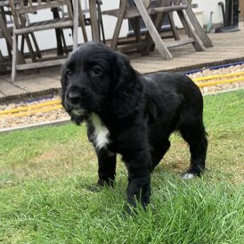 Cocker Spaniel (Working &amp; Show) - Both