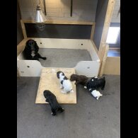 Cocker Spaniel (Working &amp; Show) - Both