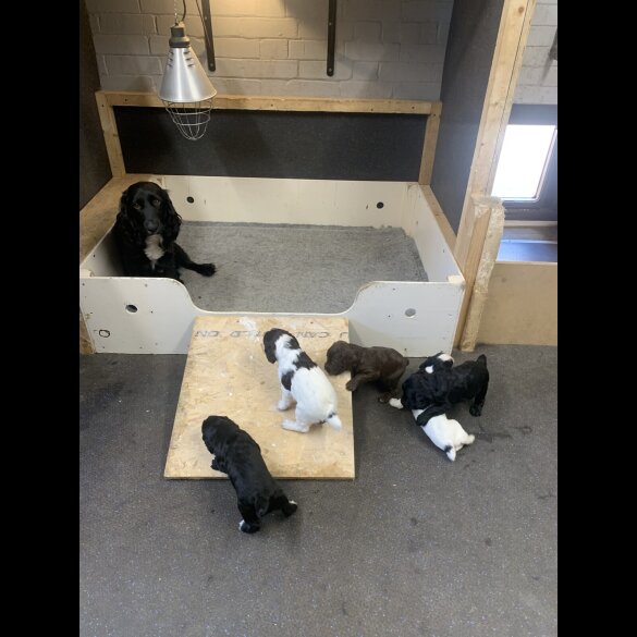 Cocker Spaniel (Working &amp; Show) - Both
