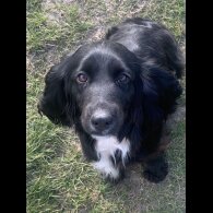 Cocker Spaniel (Working &amp; Show) - Both