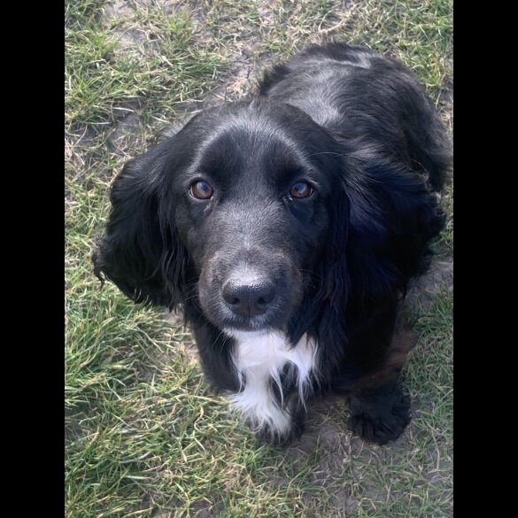 Cocker Spaniel (Working &amp; Show) - Both