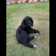 Cocker Spaniel (Working &amp; Show) - Both