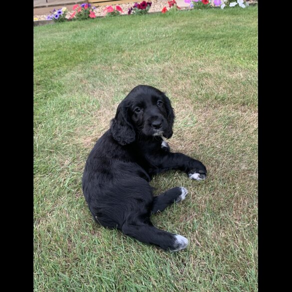 Cocker Spaniel (Working &amp; Show) - Both