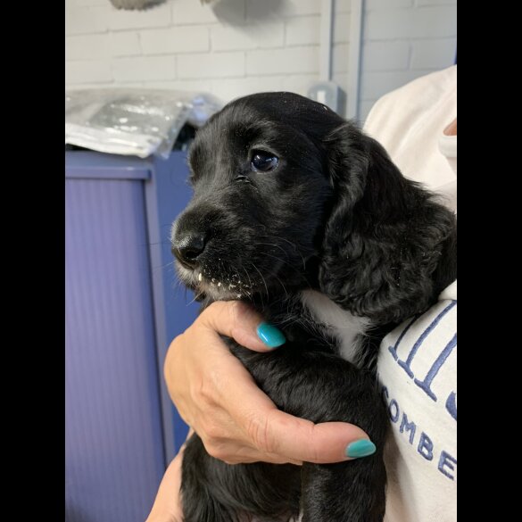 Cocker Spaniel (Working &amp; Show) - Both