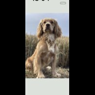 Cocker Spaniel (Working &amp; Show) - Both