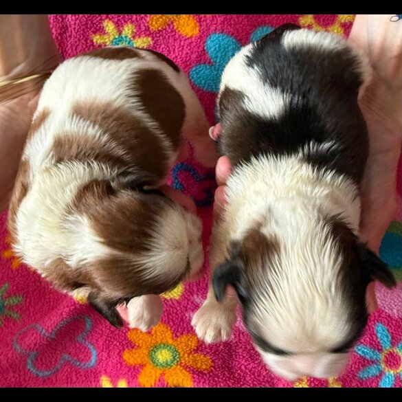Shih Tzu - Both