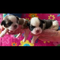 Shih Tzu - Both
