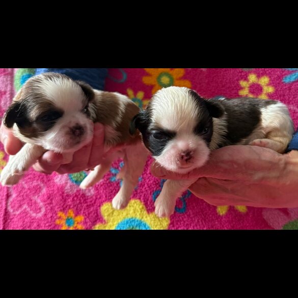 Shih Tzu - Both