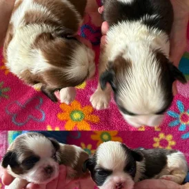 Shih Tzu - Both