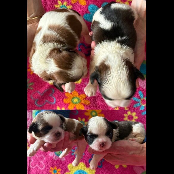Shih Tzu - Both
