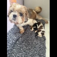 Shih Tzu - Both
