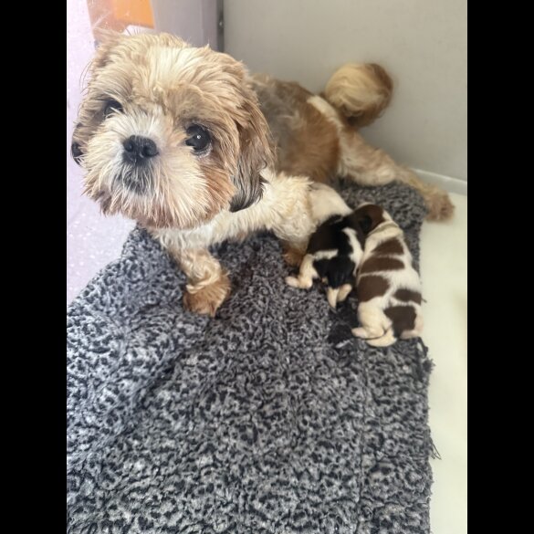 Shih Tzu - Both
