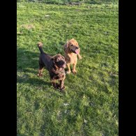 Cocker Spaniel (Working &amp; Show) - Both