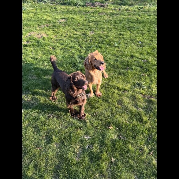 Cocker Spaniel (Working &amp; Show) - Both