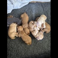 Cocker Spaniel (Working &amp; Show) - Both